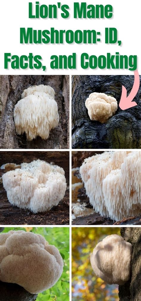 Lion's Mane Mushroom: Identification, Foraging, and Recipes - Mushroom ...