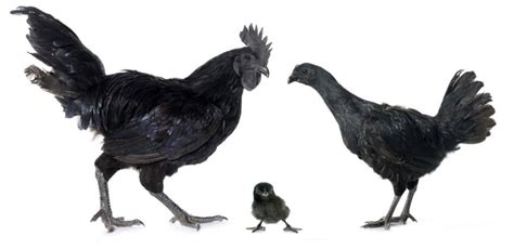 Ayam Cemani Chicken Breed Care Guide | Horizon Structures