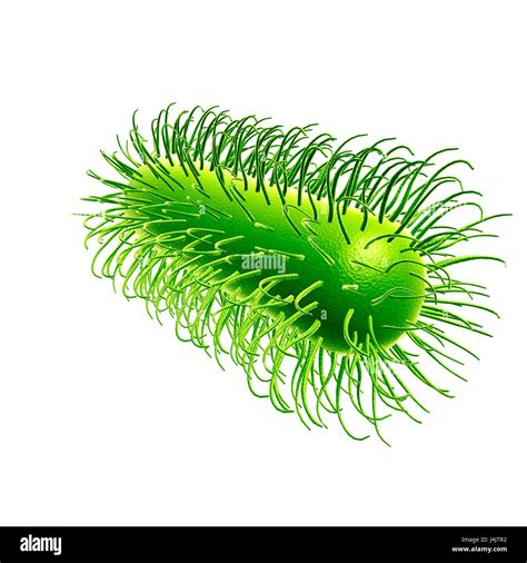 Illustration Of Escherichia Coli Bacteria Stock Photo Alamy