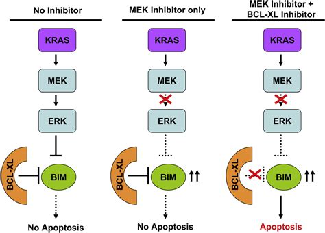 Synthetic Lethal Interaction Of Combined Bcl Xl And Mek Inhibition