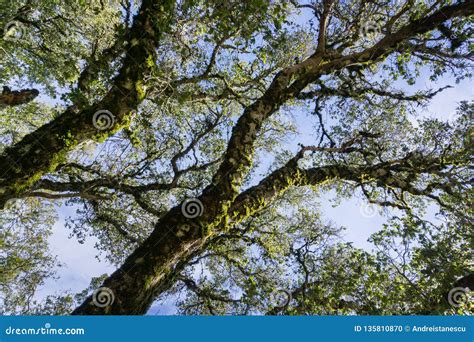 Live Oak Branches Covered In Moss California Stock Photo Image Of