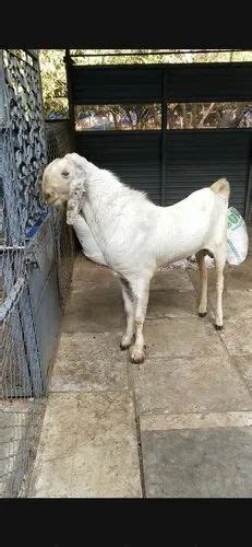 Male White Sojat Goat At Rs 400 Kg In Nashik ID 22186049197