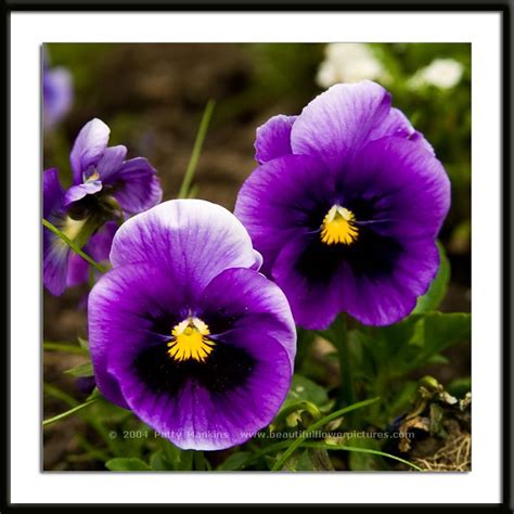 Purple Pansy Photo