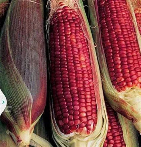 The Best 11 Varieties Of Sweet Corn To Grow At Home