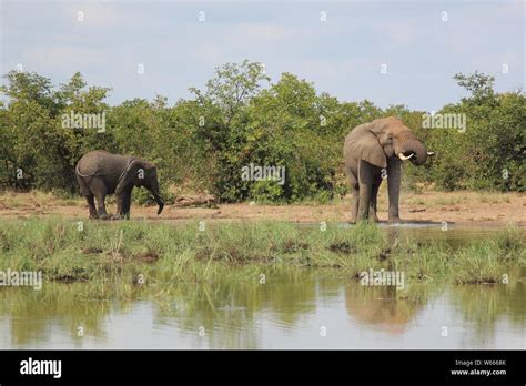 Afrikanischer Elefant African Elephant Loxodonta Africana Stock