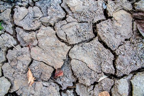 Free Images Tree Rock Branch Wood Texture Arid Trunk Asphalt