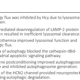 The role of the autophagy-lysosome pathway in cerebral ischemia ...