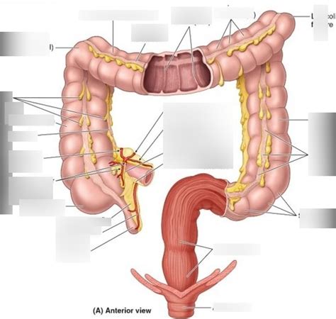 colon Diagram | Quizlet