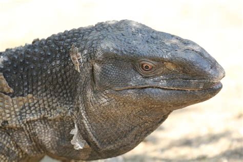 Black Throated Monitor Lizard - Learn About Nature