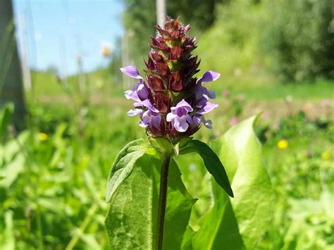 Braunelle Kleine Wildkr Uter Bestimmen Verwenden