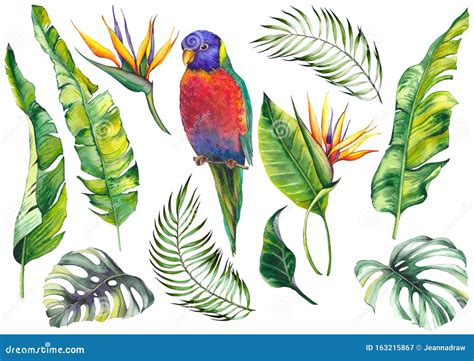 Tropical Set With A Parrot Bird Banana Leaves Monstera Leaves And