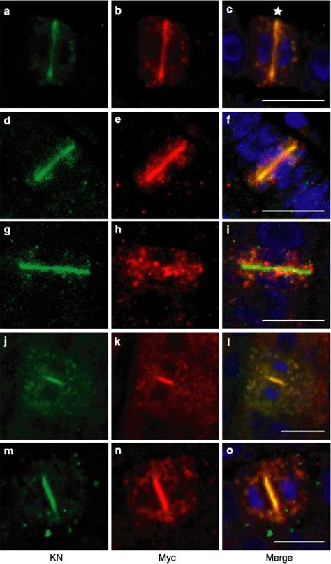 Subcellular Localisation Of Myc Tagged Syntaxins Immunofluorescence