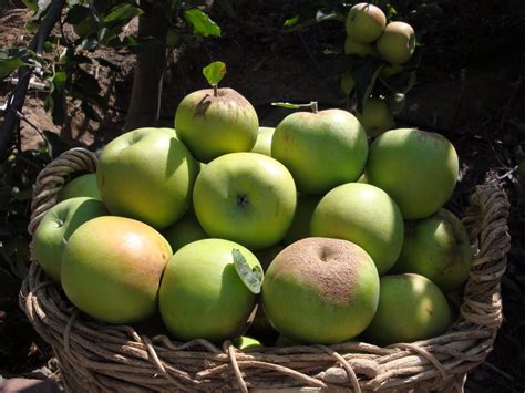 Entertaining From an Ethnic Indian Kitchen: My apple harvest