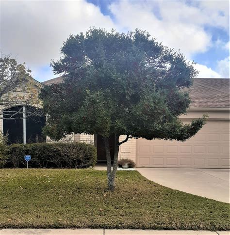 Native Male Yaupon Holly (Ilex vomitoria) | LAWNS Tree Farm