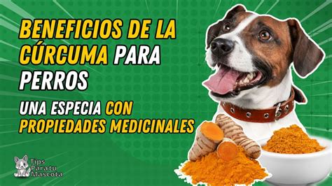 BENEFICIOS DE LA CURCUMA PARA LOS PERROS YouTube