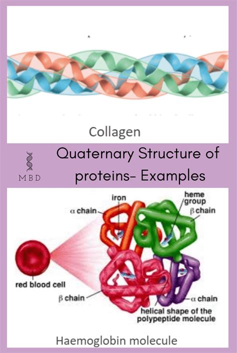 Collagen Primary Structure