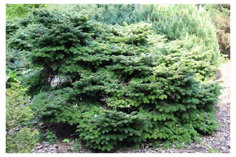 Birds Nest Spruce Picea Abies Nidiformis