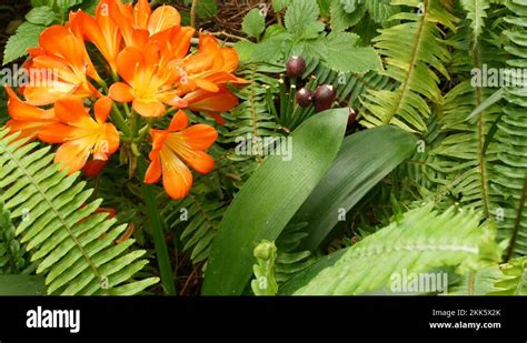 Natal Bush Kafir Lily Flower California USA Clivia Miniata Orange