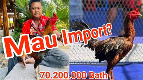 Cara Import Ayam Dari Thailand Lewat Kontak Line Youtube