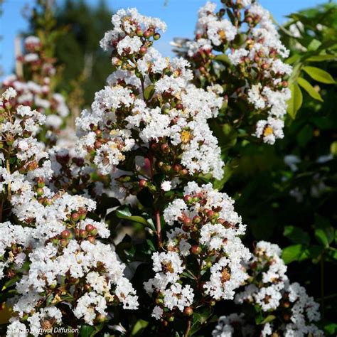 Lilas Des Indes Neige D Et Lagerstroemia Indica Compact Fleurs