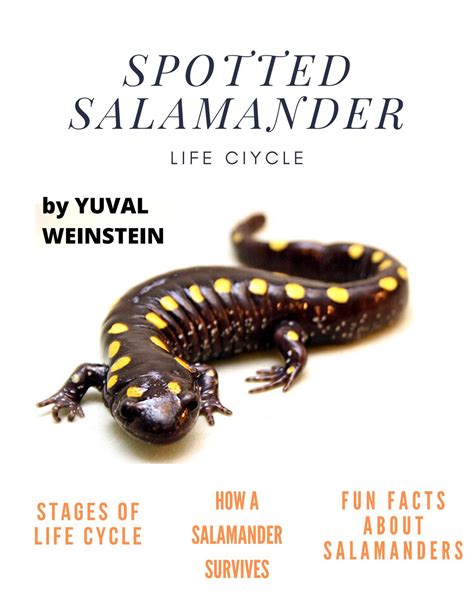 Life Cycle Of A Salamander