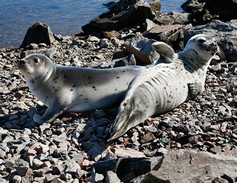 Caspian Sea Animals