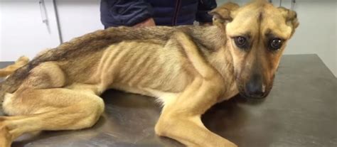 Incredible Recovery Of Starving Puppy Whose Organs Were Close To