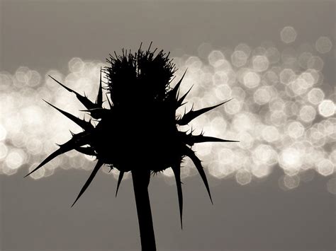 Thistle Silhouette 365 11 Photograph By Inge Riis Mcdonald Fine Art