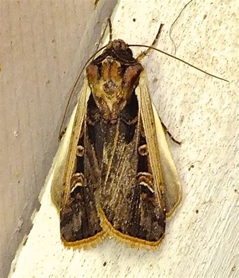 Western Bean Cutworm Moth Striacosta Albicosta Bugguide Net