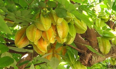 Dwarf Star Fruit Tree