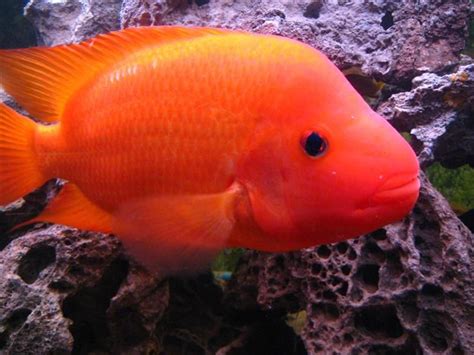 Photo #1 - Jeff Rapps Red Devil Cichlid 11 Inches