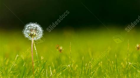 Frühling Frühe Tour Wunderschön PowerPoint Hintergrund zum Kostenlosen