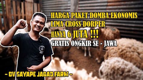 Harga Paket Domba Ekonomis Lima Cross Dorper Hanya Juta Gratis