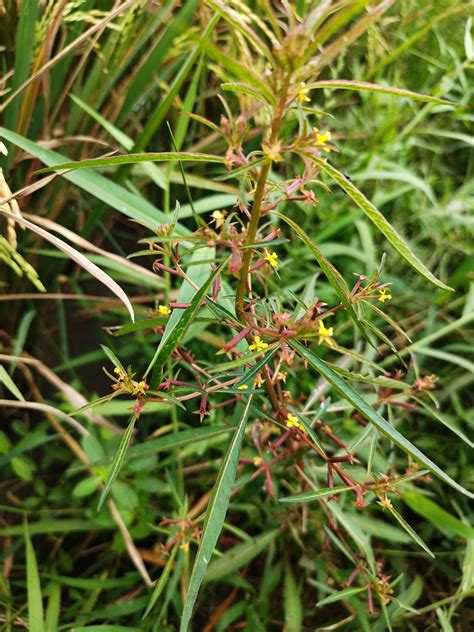 Ludwigia Hyssopifolia Onagraceae Image 219944 At PhytoImages Siu Edu