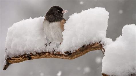 Il Grande Freddo Come Agire Con I Nostri Fratelli Animali