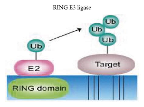 Types Of Ubiquitination Ligases And Ligase E3 Function A The Hect Download Scientific