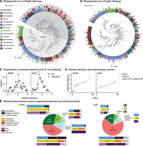 Cellular Assays Identify Barriers Impeding Iron Sulfur Enzyme Activity In A Non Native