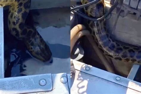 V Deo Mostra Sucuri Gigante Entrando Em Barco De Pescador Para Roubar