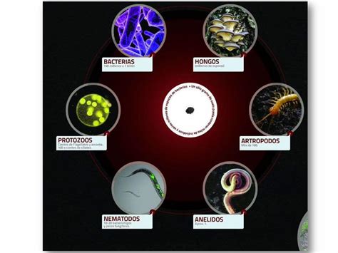 Pdf Microbiolog A Del Suelo Microred Files Wordpress El Polvo