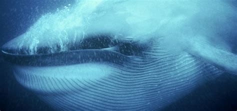 Ocean Giants | Whale Fact Sheet | Nature | PBS