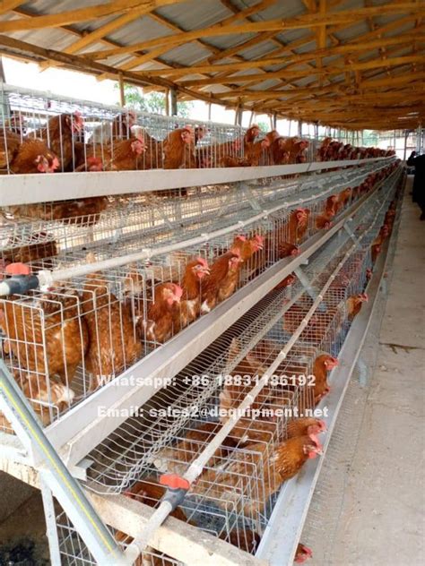 Tier Birds Cage Poultry Cage Cage Battery Chickens