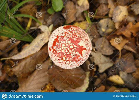 Toxic And Hallucinogen Mushroom Fly Agaric In Grass On Autumn Forest