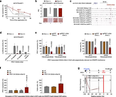 Prc1 Is A Direct Ewsr1 Fli1 Target Gene A Time Course Knockdown Of