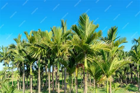 Premium Photo Areca Palm Or Areca Nut Tree Is Known As Areca Nut Palm