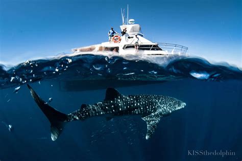 Deluxe Whaleshark Swim Tour Aboard MV JAZZ 2 1 Of 2 Boats Available