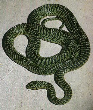 Colubrid Snakes ~ planetanimalzone