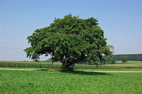 Hainbuche Bei Erisried Monumentale Eichen Von Rainer Lippert