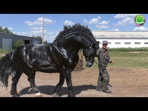 Descubre los caballos más grandes del mundo maravíllate con estas