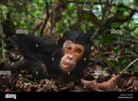 Eastern Chimpanzee Pan Troglodytes Schweinfurthii Juvenile Female