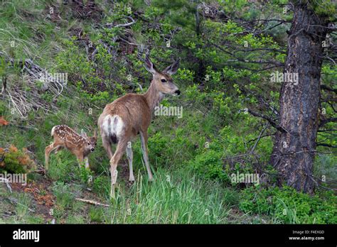 Mule Deer Doe with Fawn Stock Photo - Alamy